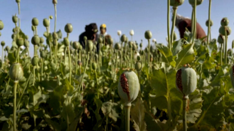 افغانستان عالمی افیون پیدا کرنے والا بڑا مرکز برقرار: اقوامِ متحدہ