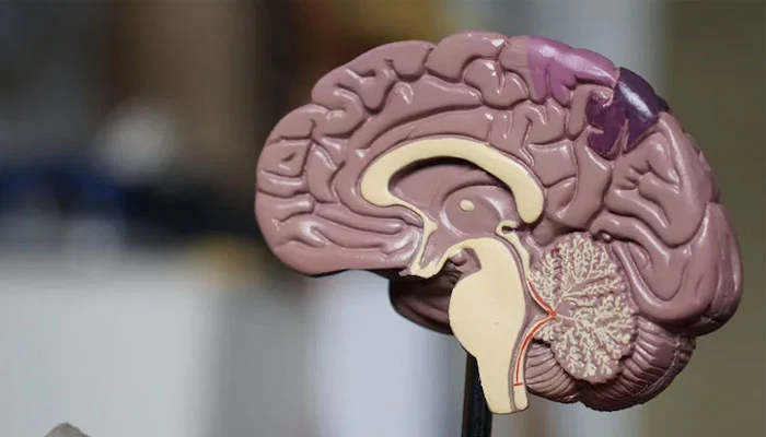 میگنیشیم کی کمی کس دماغی بیماری کا خطرہ بڑھا دیتی ہے؟