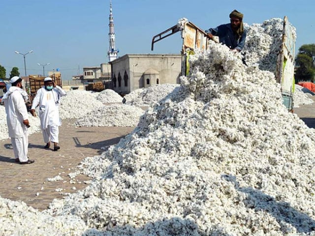 سندھ کاٹن جننگ فیکٹریوں میں کپاس کی ترسیل میں غیر معمولی اضافہ ریکارڈ