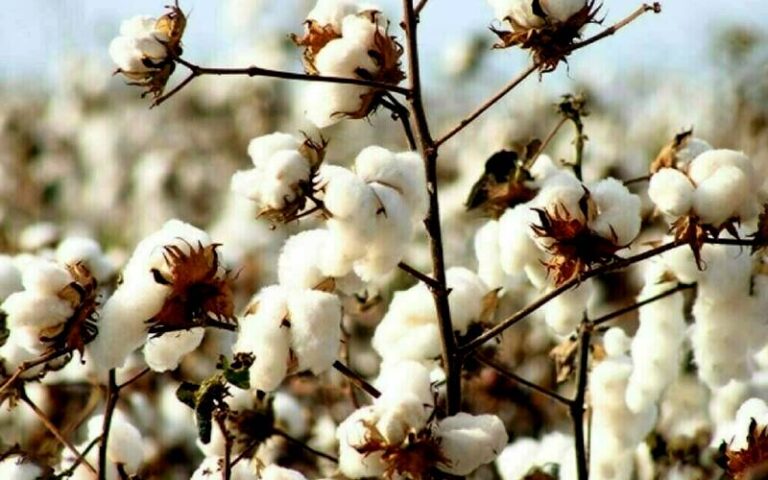 روئی کی قیمتوں میں بڑا اضافہ، فی من نرخ 20 ہزار 500 روپے کی سطح پر پہنچ گئے