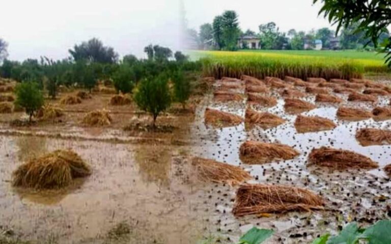 موسمیاتی تبدیلی کے اثرات: جنوبی پنجاب میں گندم کی پیداوارکم ہونےکا خدشہ