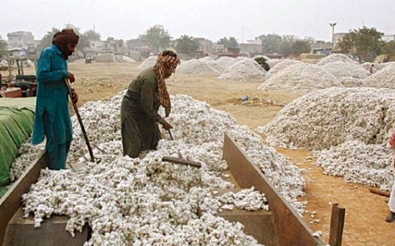 روئی کے ذخائر میں تاریخی کمی، کپاس کی قلت سے ٹیکسٹائل صنعت کے متاثر ہونے کا خدشہ