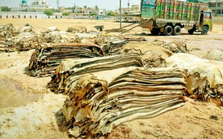 ملک بھر میں 74 لاکھ 70 ہزار جانور قربان کیے گئے، ٹینریز ایسوسی ایشن